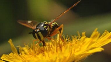 Simosyrphus Grandicornis yaz bahçesinde sarı çiçeğin üzerinde oturuyor, havada süzülüyor ya da sarkıyor, Böcek Uçuyor, makro