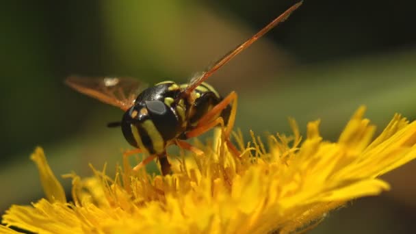 Simosyrphus Grandicornis Sedí Žlutém Květu Letní Zahradě Vznáší Nebo Nektaru — Stock video