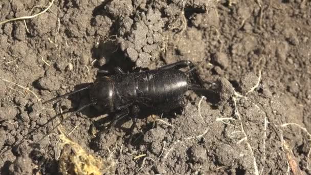 Makro Ansicht Insekt Gryllinae Oder Feldgrille Auf Dem Boden Sitzend — Stockvideo