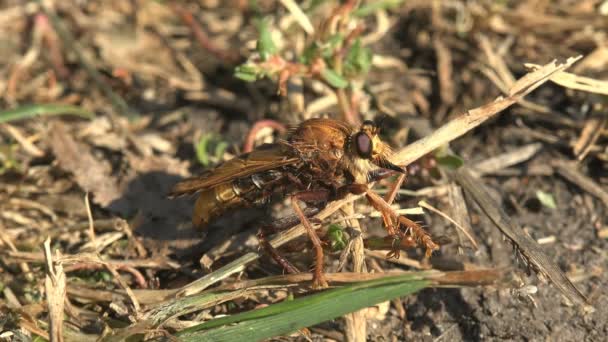 Asilidae 刺客飞 在其他昆虫受到攻击后 毛茸茸的年轻强盗在沙地上歇息着 抓住了它们在飞行中的猎物 — 图库视频影像