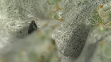Küçük siyah iskele yaprağı böceği, genç Arctium 'un üzerine otur, iki yıllık bitkiler, burdock, Asteraceae ailesi. makro