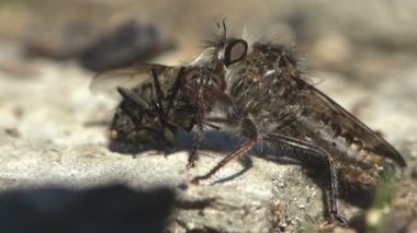 Asilidae, suikastçı sinekler. Soyguncu sinek, diğer böceklere yapılan bir saldırıdan sonra kumlu zeminde dinlenirken büyük sineği yiyecek için yakaladı.