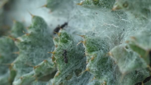 Ants Crawl Young Leaf Arctium Genere Piante Biennali Comunemente Conosciute — Video Stock