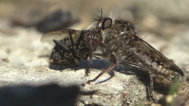 Asilidae 刺客飞 毛茸茸的年轻强盗苍蝇抓住大苍蝇作为食物 在对其他昆虫的攻击之后在沙地上休息 强盗苍蝇在飞行时抓住了它们的猎物 — 图库视频影像