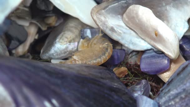 Gammarus Salta Entre Hermosos Fragmentos Conchas Marinas Tratando Esconderse Agua — Vídeos de Stock