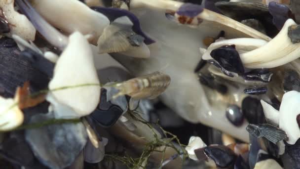 Гаммарус Стрибає Серед Прекрасних Шматочків Морських Мушель Намагаючись Сховатися Морській — стокове відео