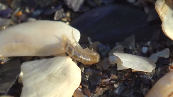 Gammarus Jumps Beautiful Fragments Seashells Trying Hide Sea Water Summer — Stock Video