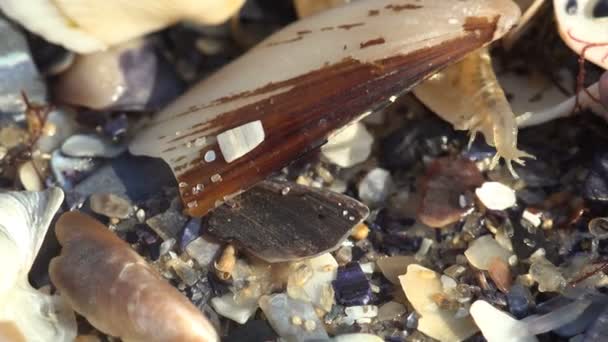 Gammarus Saltando Entre Conchas Mar Tentando Esconder Água Onda Com — Vídeo de Stock