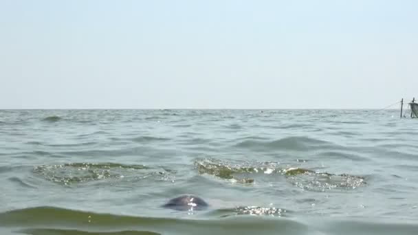 Зрелый Мужчина Длинными Волосами Выходит Воды Моря Качает Головой Потирая — стоковое видео