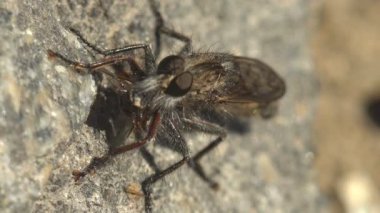 Asilidae, suikastçı sinekler. Kıllı soyguncu ağzında sinekle uçar, meyve suyuyla beslenir, bahar nehrinin kıyısında dikey taşın üzerinde oturur.