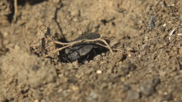 Alphitobius Tenebrioninae Alphitobiini Darkling Beetle Gray Colored Chitin Coating Rows — Stock Video