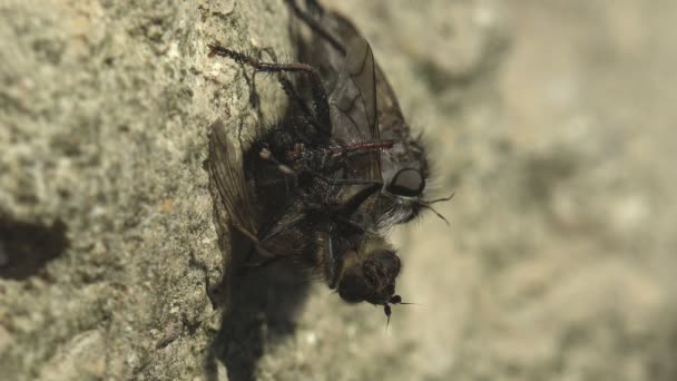 Asilidae Δολοφόνος Πετάει Τριχωτός Ληστής Πετάει Κανονική Μύγα Στο Στόμα — Αρχείο Βίντεο