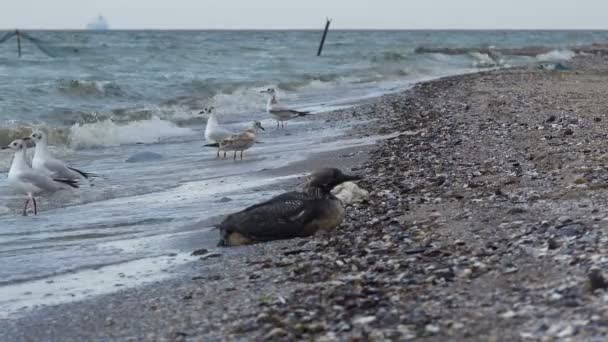 Vogel Schwarzkehlentaucher Gavia Arctica Sitzt Auf Sand Und Ruht Sich — Stockvideo