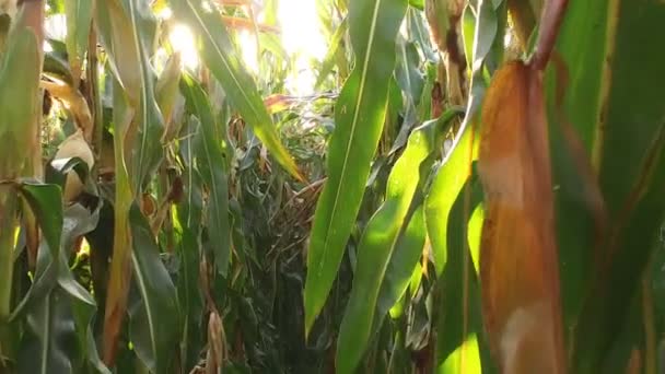 Mouvement à travers de grandes tiges de maïs, tôt le matin dans un champ agricole à la ferme 