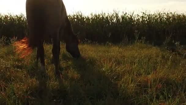 馬厚い背の高いトウモロコシの背景に夏の牧草地で太いロープ草にタイ 農場近くの緑の畑で朝 — ストック動画