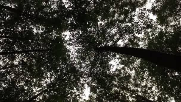 Coroas Árvores Vista Inferior Céu Contrastes Floresta — Vídeo de Stock