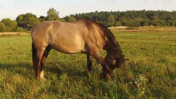 Cavalo Esfola Prado Verão Corda Grossa Manhã Campo Verde Perto — Vídeo de Stock