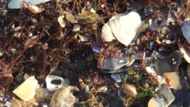 Gammarus, deniz yosunlarının ve güzel deniz kabukları arasında sıçrar ve yaz güneşinden dolayı deniz suyunda saklanmaya çalışır. Gammarus, Gammaridae familyasından bir amfipod kabuklu deniz hayvanı cinsidir.