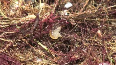 Gammarus kırmızı yosunların arasında zıplar ve yaz güneşinden saklanmaya çalışır. Gammarus Gammarida familyasından bir amfipod kabuklu hayvan cinsidir. Bu organizmalar suyun dışında da hayatta kalabilirler.
