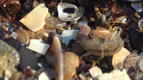 Gammarus Springt Tussen Prachtige Fragmenten Van Schelpen Onder Roodwieren Proberen — Stockvideo