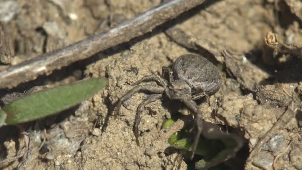 Running Crab Spider Gray Color Sits Ground Body Gray Philodromidae — Stock Video