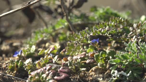 Φανταστικό Φρέσκο Πράσινο Γρασίδι Άνοιξη Στο Λιβάδι Macro Plant — Αρχείο Βίντεο