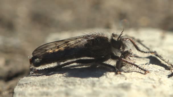 Asilidae 刺客飞 毛茸茸的强盗苍蝇 嘴里衔着小妖怪 吃着它的汁水 坐在春天河边的石头上 — 图库视频影像