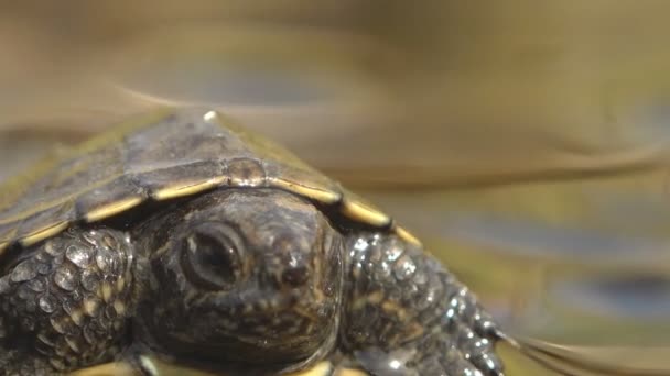 Pequeña Tortuga Anfibia Sienta Aguas Poco Profundas — Vídeo de stock