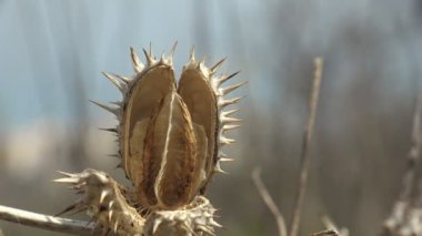 Tohum Datura stramonyumu (jimson otu) ya da şeytan kapanı, itüzümü familyasından bir bitki türü. Makro. D. stramonium çeşitli geleneksel tedavilerde kullanılmıştır.