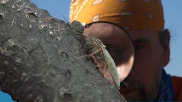 Man Wetenschapper Onderzoekt Een Insect Mug Door Een Vergrootglas — Stockvideo