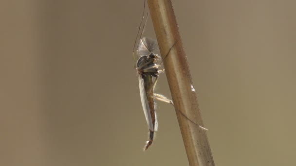 Gnat モスキート草の緑の茎に隠れて 牧草地 マクロ — ストック動画