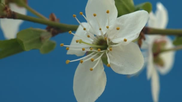 农场果园里的白苹果花 一片种满果树的土地 宏观作物种植在农田里 蓝色背景 — 图库视频影像
