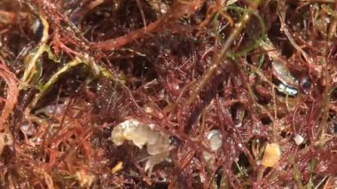 Gammarus kırmızı yosunların arasında zıplar ve yaz güneşinden saklanmaya çalışır. Gammarus, Gammaridae familyasından bir kabuklu amfipod cinsidir..