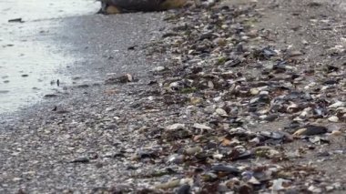Kuş Gavia Arctica, Kara Boğaz Dalgıcı uzun dalışlardan sonra kumda oturur. Siyah boğazlı dalgıç, Kuzey Kutbu delisi.