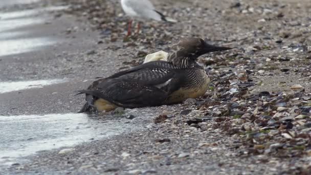 Kuş Gavia Arctica Kara Boğaz Dalgıcı Uzun Dalışlardan Sonra Kumda — Stok video