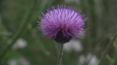 Yeşil arka planda genç devedikeni pembe çiçeği. Cirsium vulgare (mızrak devedikeni). Makro çiçek