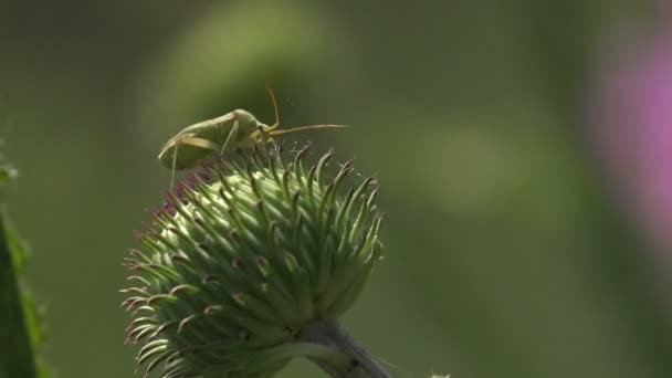 Pentatomidae Beetle Shield Bugs Zitten Groene Distel Bloemknop Macrobloem — Stockvideo