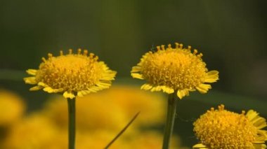 İki sarı çiçek, küçük yapraklar ve yeşil arka planda büyük tomurcuklar.