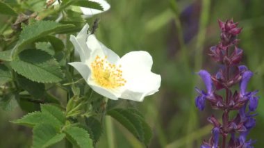 Macro telefonda ateş etti. Beyaz vahşi köpek gülü (Rosa canina) yaz rüzgarında sallanır, makro