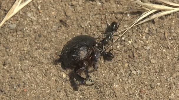 Skupina Mravenců Napadla Zabila Velkého Černého Skaraba Brouka Rodu Scarabaeidae — Stock video