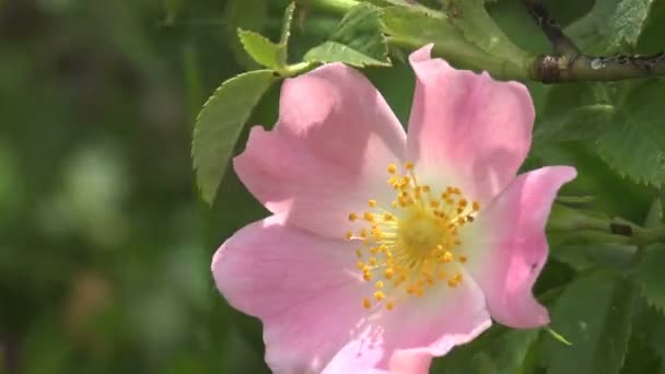 夏の風にピンクの野生の犬バラの花の種 マクロ — ストック動画