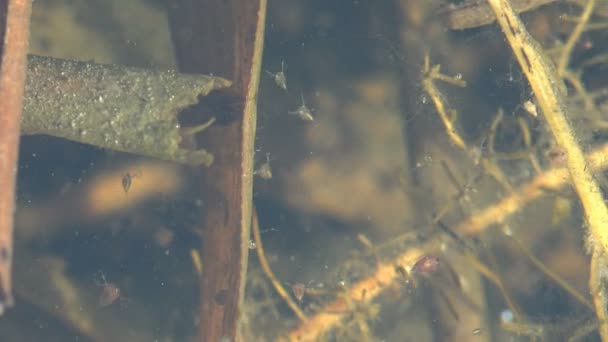 Daphnia Magna Malý Planktonický Korýš Další Malí Korýši Klidné Vodě — Stock video