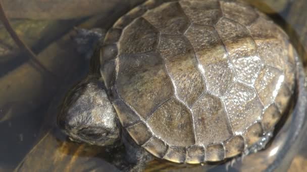 Small Young Freshwater Turtle Basks Warm Water Swamp Turtles Reptiles — Stock Video