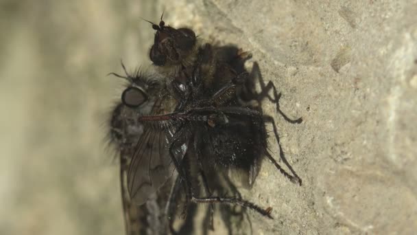 Asilidae Assassin Flies 小毛贼嘴里衔着普通苍蝇飞 坐在砂岩上 吸果汁飞 — 图库视频影像