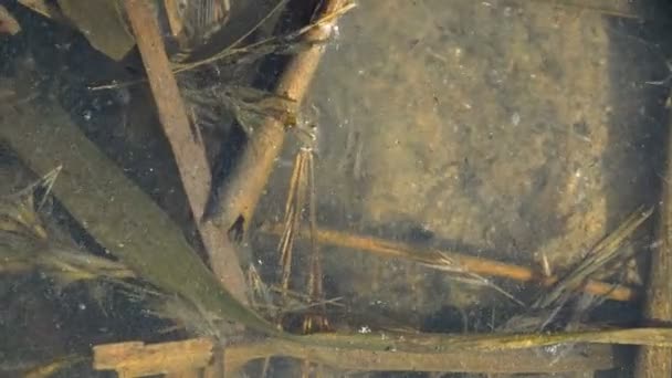 Young Turtle Hiding Seaweed Swamp Turtles Reptiles Order Testudines Ribs — Stock Video