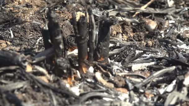 Verbrande Stengels Van Riet Andere Planten Sterk Vuur Weide Buurt — Stockvideo