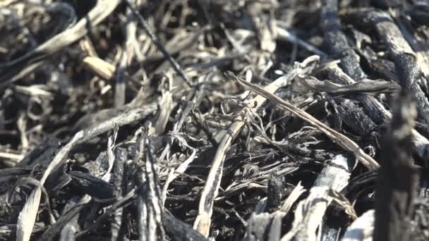 Tallos Carbonizados Cañas Otras Plantas Después Fuerte Fuego Prado Cerca — Vídeo de stock