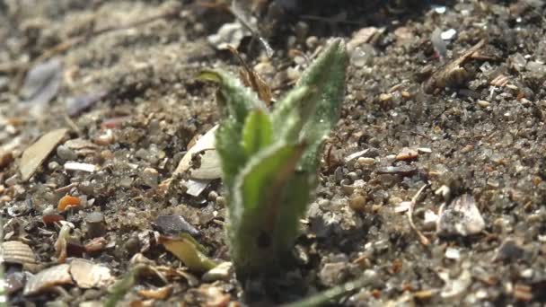 Slowly Appears Focus Young Green Sprout Grows Dry Land Seashore — ストック動画
