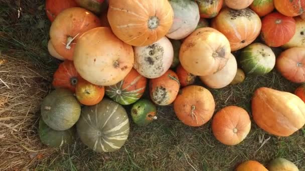 Top View Yellow Pumpkin Harvested Agricultural Field Farm — Stock Video