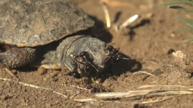 Bir grup karınca yumurtadan yeni çıkmış küçük bir kaplumbağaya saldırıyor. Kaplumbağa yaz nehrine giderken kırsal yolda öldü.